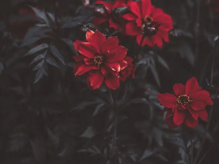Crimson Blossoms In Shadows as a phone lock screen
