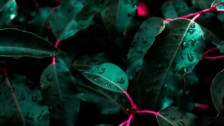 Neon Rain on Leaves as a phone lock screen