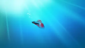 Blue Betta In Sunlight wallpaper