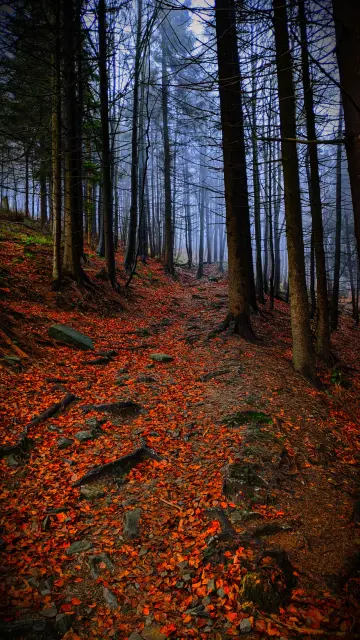 Autumn Path Through Mist wallpaper