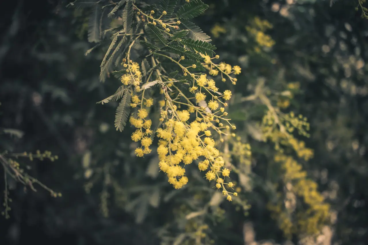 Golden Wattle Blossom – grey and black desktop wallpaper, 5472×3648