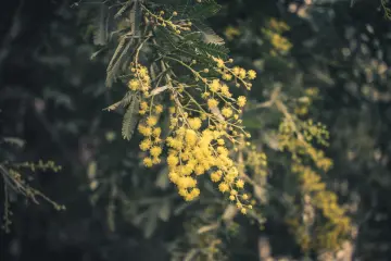 Golden Wattle Blossom wallpaper