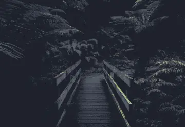 Bridge Through Dark Ferns wallpaper