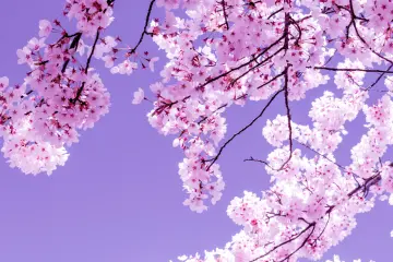 Spring Cherry Blossoms wallpaper