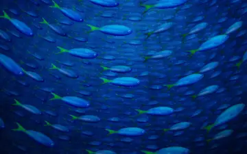 School Of Blue Fish wallpaper