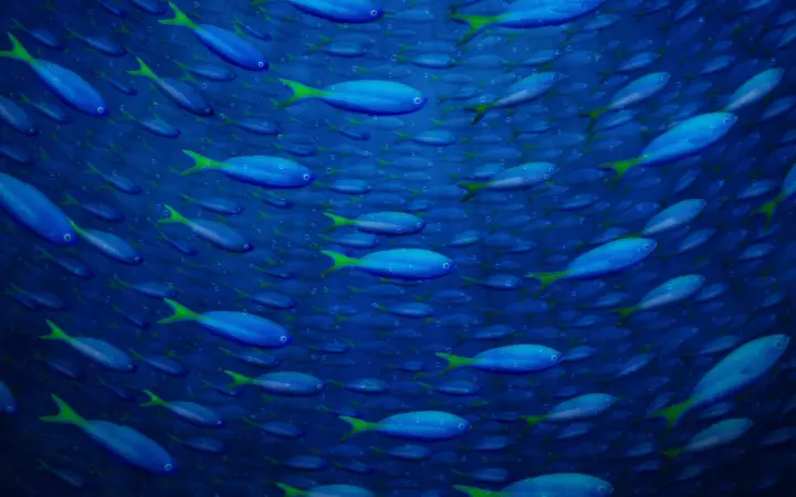 School Of Blue Fish as a phone lock screen