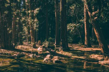 Sunlight Through Tall Trees wallpaper