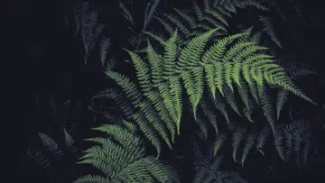 Shadows of the Fern wallpaper