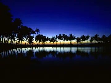 Midnight Palm Tree Reflection wallpaper
