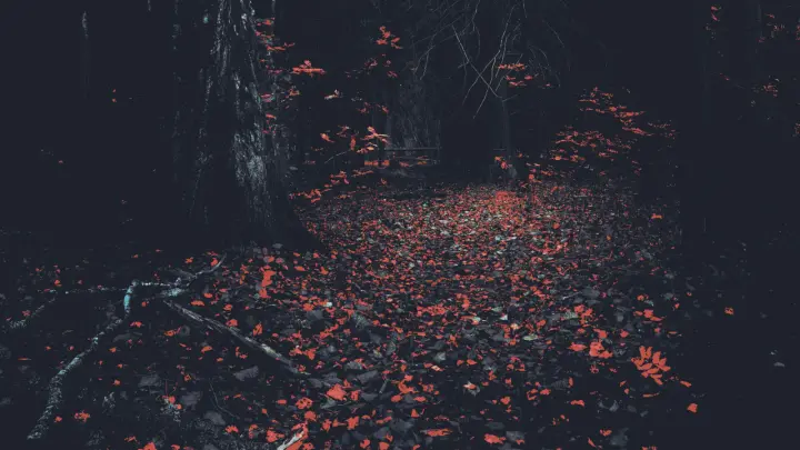 Crimson Leaves In Dark Woods as a phone lock screen