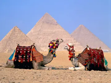 Camels in Desert wallpaper