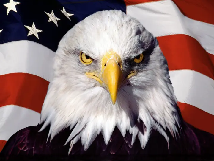 Bald Eagle Head as a phone lock screen
