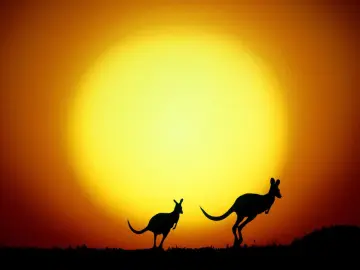 Kangaroos at Sunset wallpaper