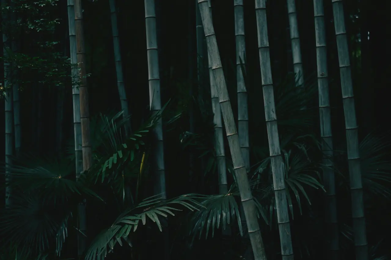 Shadows In Bamboo Forest – black and grey desktop wallpaper, 6016×4000
