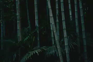 Shadows In Bamboo Forest wallpaper