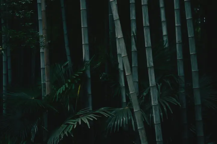 Shadows In Bamboo Forest as a phone lock screen