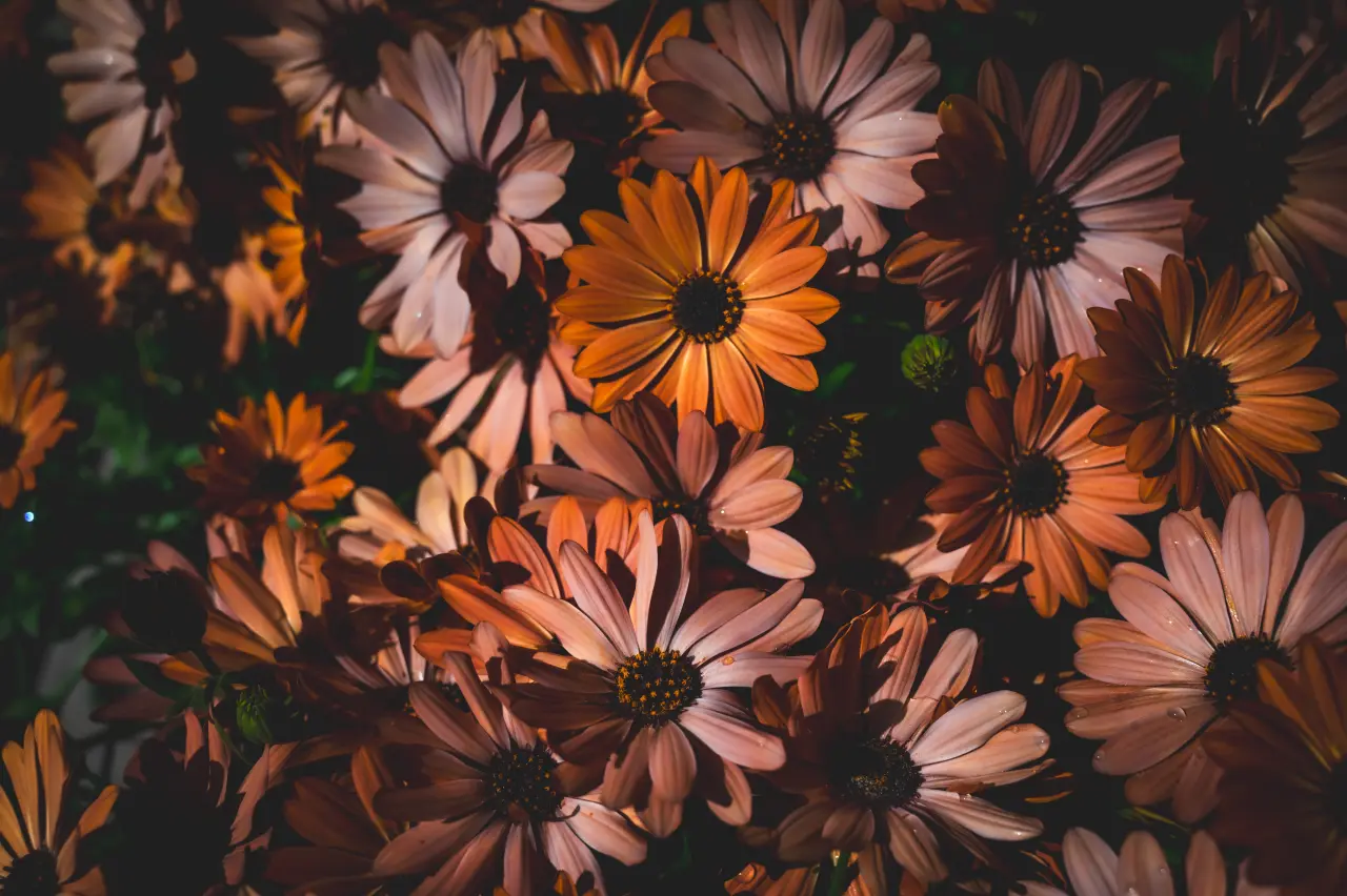 Autumn Daisy Bloom – black and brown desktop wallpaper, 6048×4024